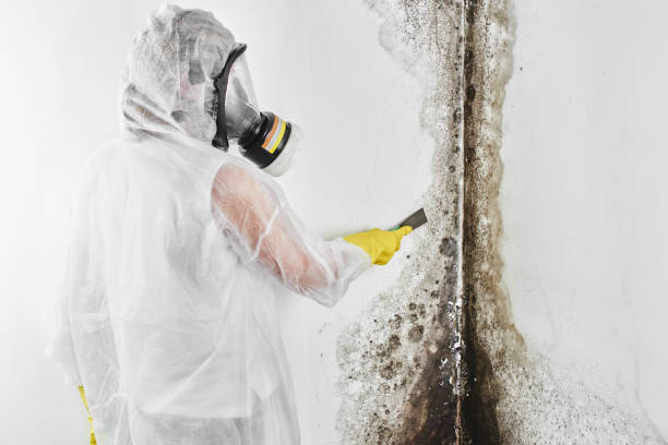 Best Mold Damage Repair  in Costa Mesa, CA