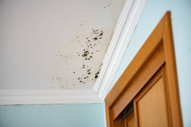 Best Fast Mold Removal  in Costa Mesa, CA