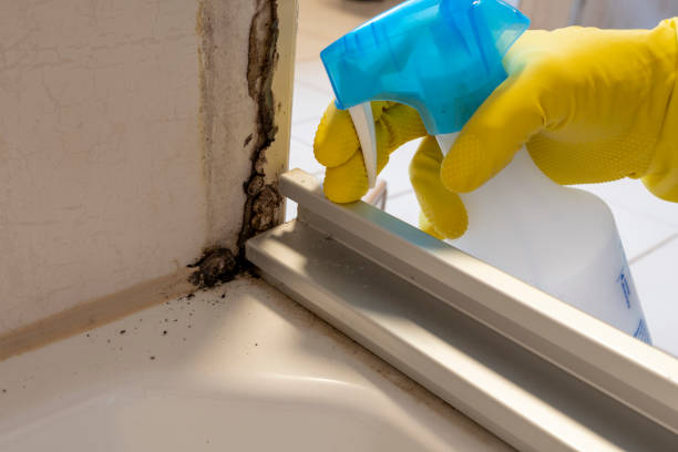 Trusted Costa Mesa, CA Mold Removal Experts