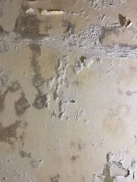 Certified Mold Removal in Costa Mesa, CA