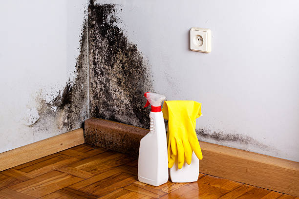 Best Residential Mold Removal  in Costa Mesa, CA