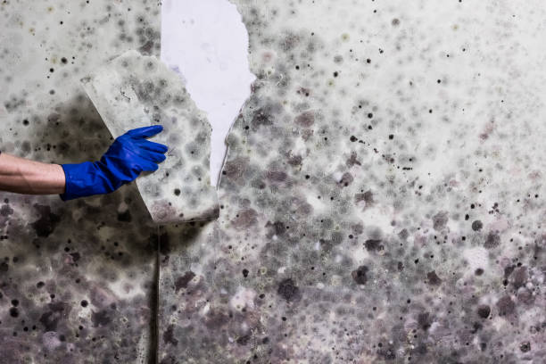 Best Black Mold Removal  in Costa Mesa, CA